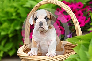 English Bulldog Mix Puppy Sitting in Basket in Flowerbed
