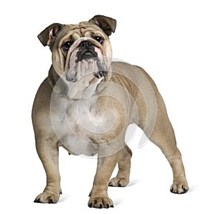 English Bulldog, 17 months old