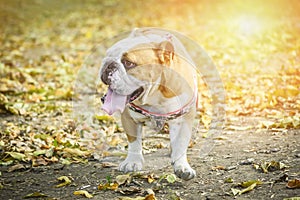 English bulldog in the nature