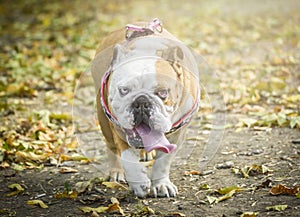 English bulldog in the nature