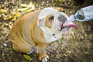 English bulldog in the nature