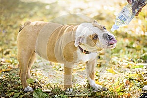 English bulldog in the nature