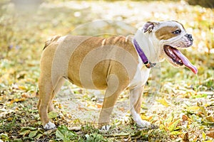 English bulldog in the nature