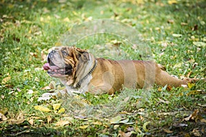 English bulldog in the nature