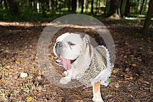 English bulldog in nature. Pets. A purebred dog on a walk