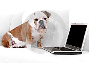 English bulldog with notebook