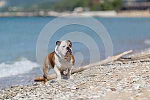 English bulldog out of the water.