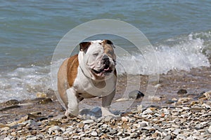 English bulldog out of the water.