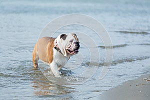English bulldog out of the water