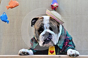 English bulldog over the tent at the junina party