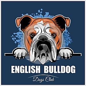 English Bulldog - Peeking Dogs - breed face head isolated on blue