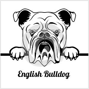 English Bulldog - Peeking Dogs - - breed face head isolated on white