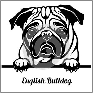 English Bulldog - Peeking Dogs - - breed face head isolated on white