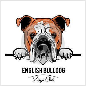 English Bulldog - Peeking Dogs - breed face head isolated on white
