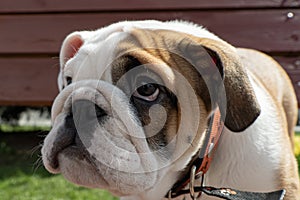 English bulldog. Pets. Purebred dog puppy close-up. Animal themes