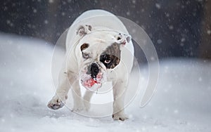 English bulldog playing with ball on snow