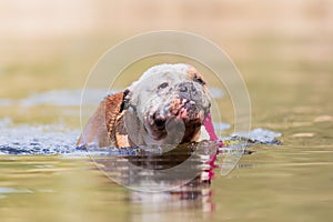 English bulldog plays with a toy in a lake