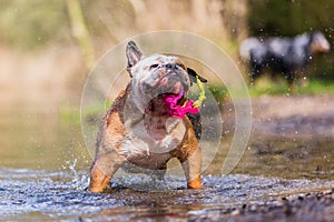 English bulldog plays with a toy in a lake