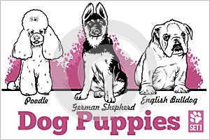 English Bulldog, Poodle and German Shepherd - Dog Puppies. Vector set. Funny dogs puppy pet characters different breads