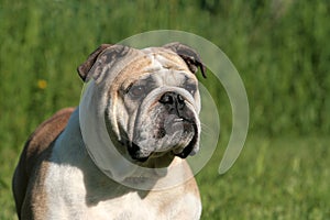 English Bulldog Portrait