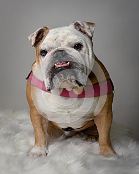 English Bulldog Portrait