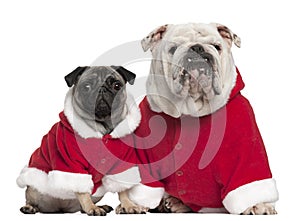 English bulldog and Pug wearing Santa outfits