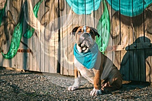 English bulldog pup