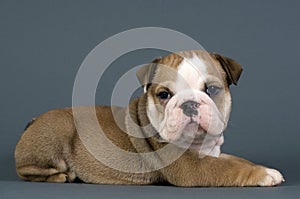 English bulldog puppy