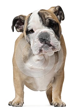 English Bulldog puppy, 11 weeks old, standing