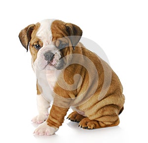 English bulldog puppy