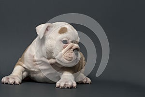 English Bulldog puppy