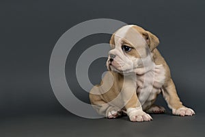 English Bulldog puppy