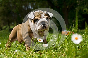 English Bulldog puppy