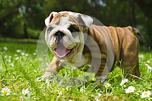 English Bulldog puppy photo