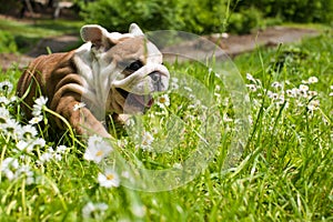 English Bulldog puppy