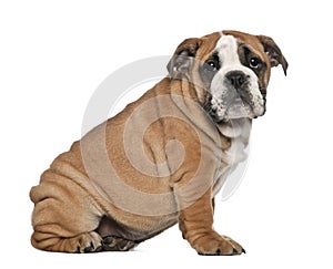 English Bulldog puppy, 2 and a half months old