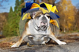 English bulldog puppy