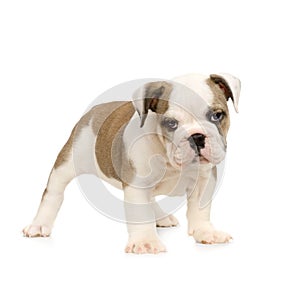 English Bulldog puppy