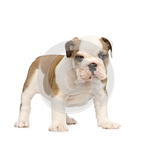 English Bulldog puppy