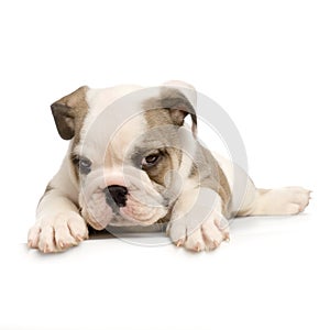 English Bulldog puppy