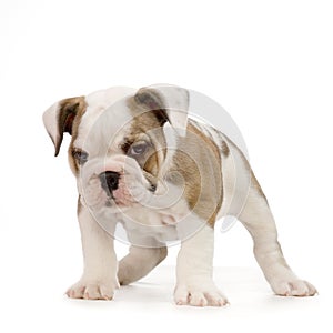 English Bulldog puppy