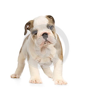 English Bulldog puppy