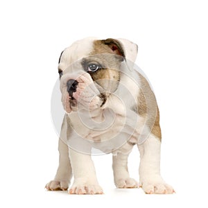 English Bulldog puppy