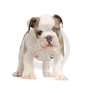 English Bulldog puppy