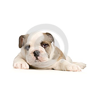 English Bulldog puppy