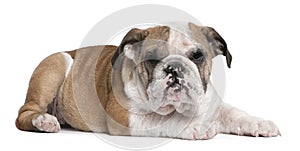 English Bulldog puppy, 4 months old, lying