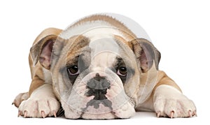 English bulldog puppy, 4 months old, lying