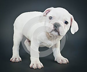 English Bulldog Puppy