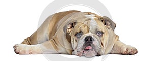 English Bulldog puppy, 5 months old, lying exhausted