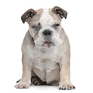 English Bulldog puppy, 5 months old, sitting